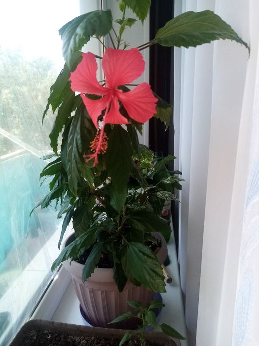 Сдам 2х комнатную квартиру. Степной 4 дом 26 Второй этаж