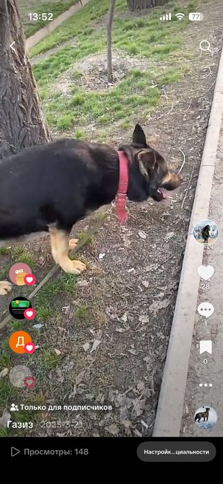 ВЕО  умная возрост 5 лет