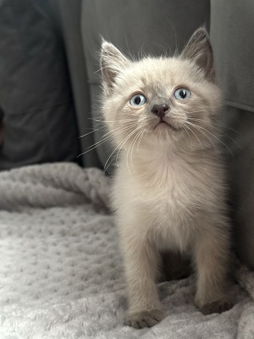 Отдам котяток в добрые руки