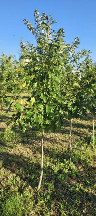 Brazi Mesteacăn Tei Arțar Plante Ornamentale