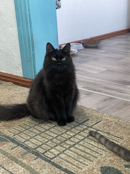 Отдам кошечку