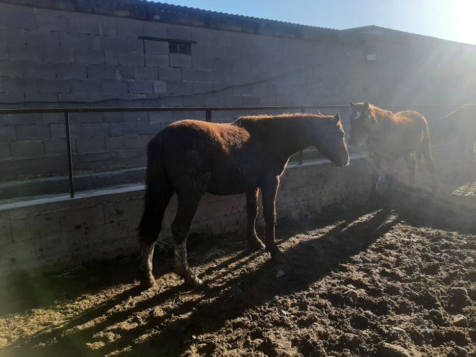 Жылқы, лошадь,айғыр