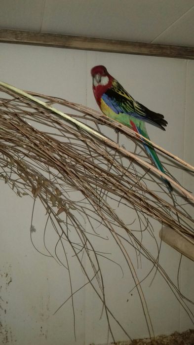 Попугаи розелла.