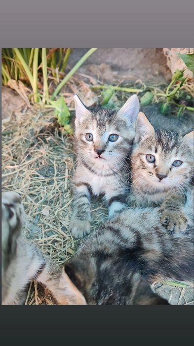 Мушук боласи (котята)
