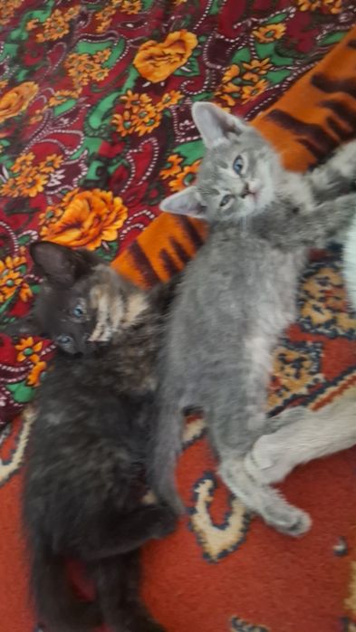 Бесплатно отдам котят
