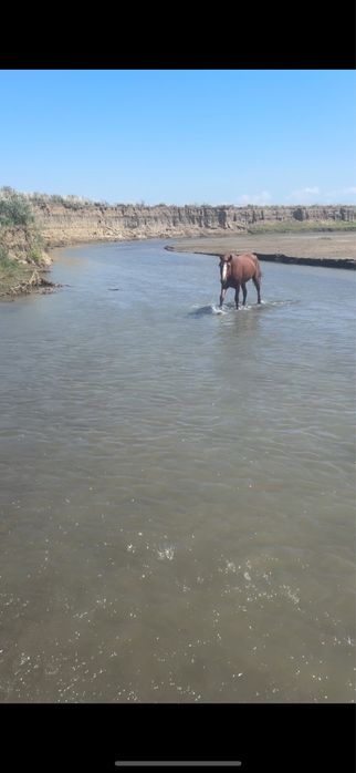 Айғыр сатылады 5жасар