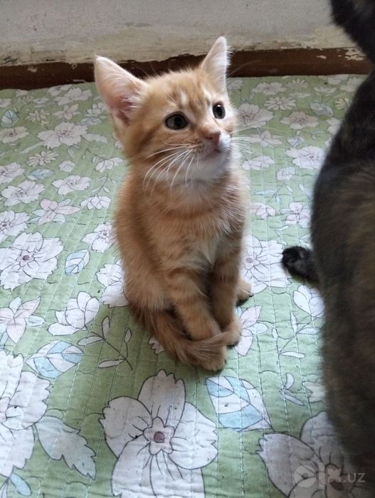 Котенок мальчик в добрые и ответственные руки.