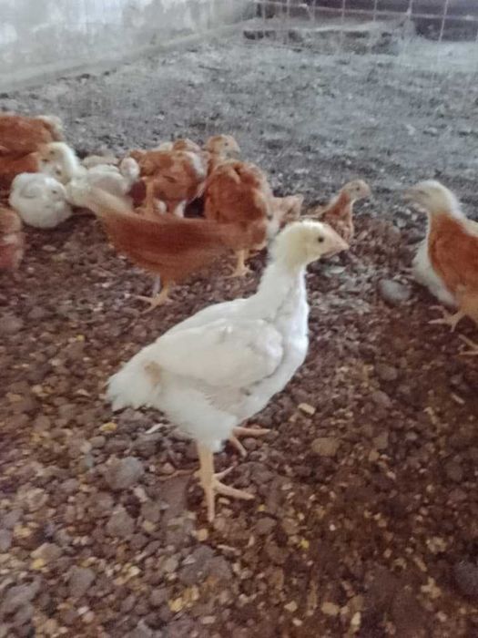 Pui Kabir Carne de vânzare ! (Livram și la Domiciliu peste 50 BC,zona Neamț )