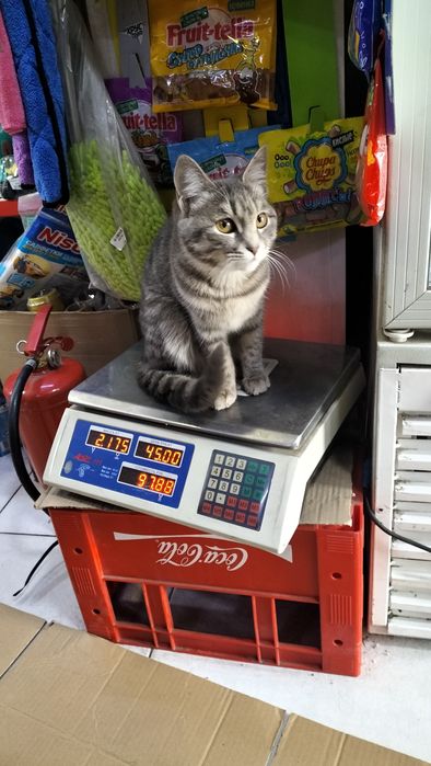 Кошка домашная серая