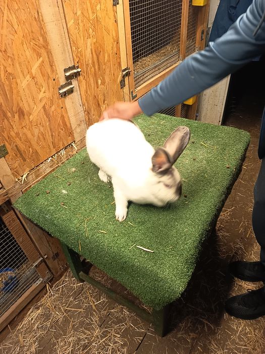 Vând acești iepurași