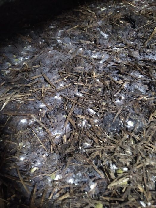 Кампост для шампиньонов, обучение