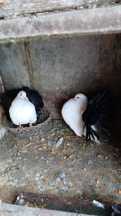 Vând porumbei și găini