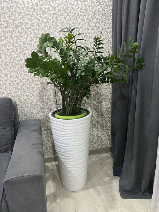 Замиакулькас большой