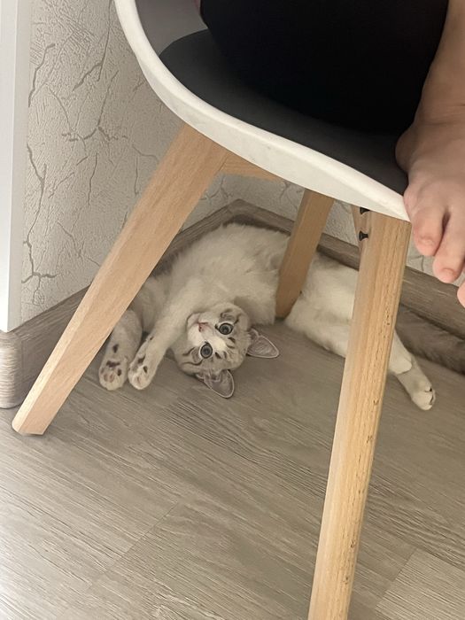 Кошечка ласковая 6 месяцев