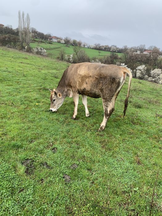 Продавам мъжки скопени ярета и юница!