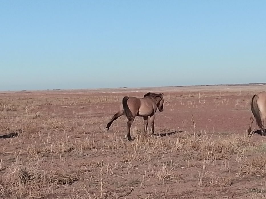 Жабагы лошадь жылкы