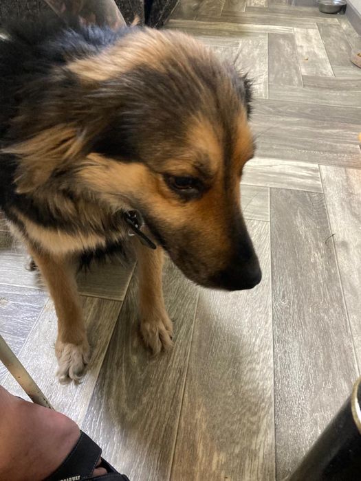 Собака девочка ищет дом ! Костанай!