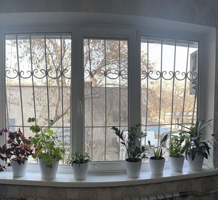 Продам комнатные цветы