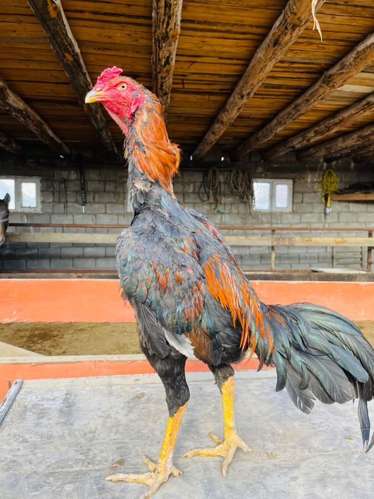 Дәкән қораз шөже июльский