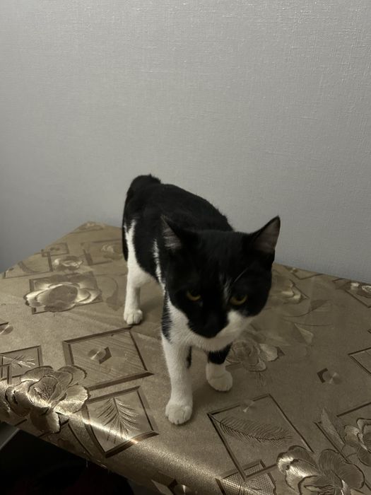 Отдам котенка в добрые руки.