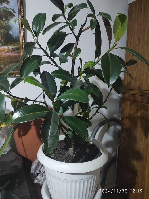 Продам большой Фикус