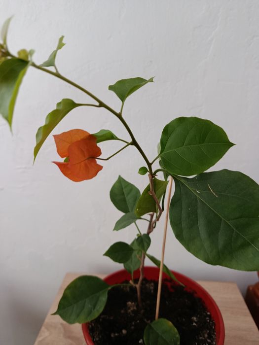 Комнатные растения. Бугенвиллия.Пеларгония.