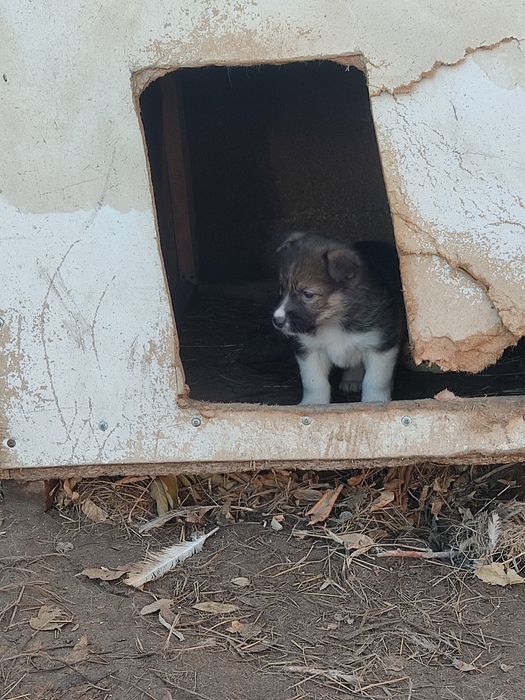 Отдам щенков хаски