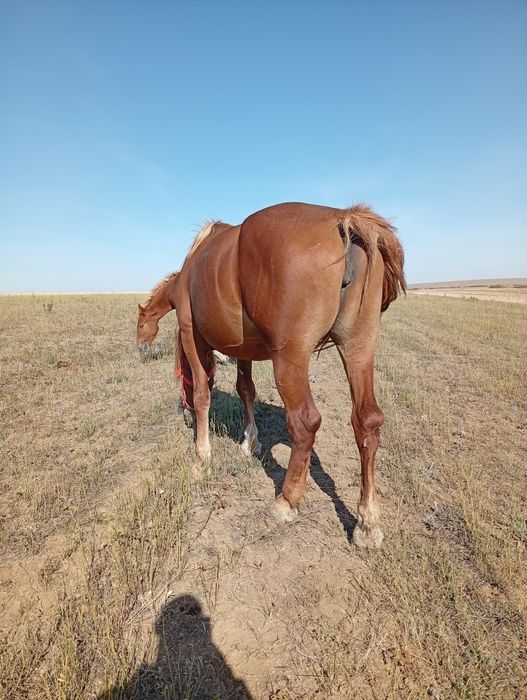 Iapă de vânzare și o mânză de 8 lunii noiembrie