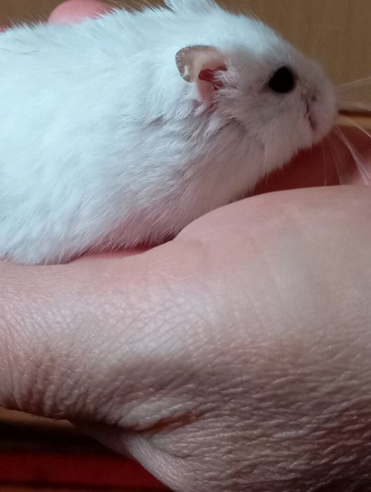 Продам джунгарского хомяка мальчика и девачка