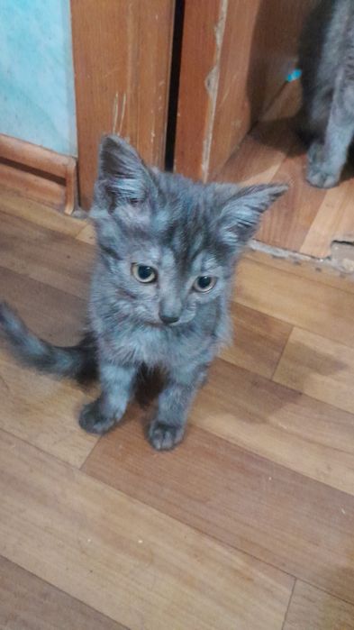 Бесплатно котята