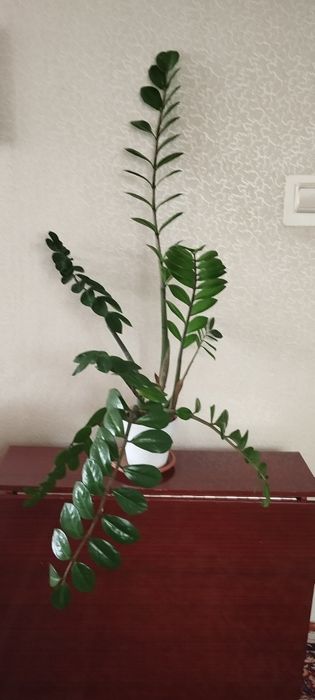 Бугенвиллия Замиокулькас- долларовое дерево