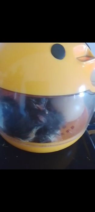 Продам яица для инкубации