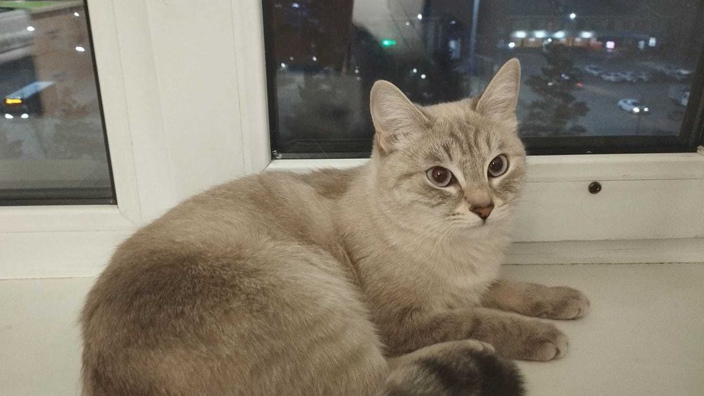 Отдаю русско голубых кошек в добрые руки