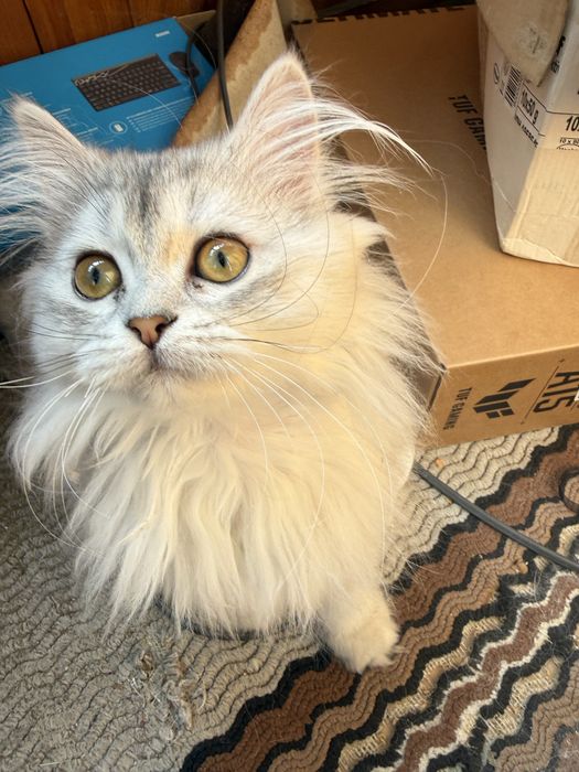 Британска дългокосместна сребърна чинчила