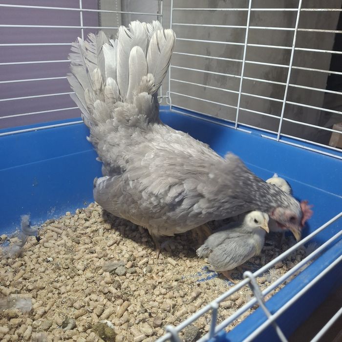 Курочка с цыплятами