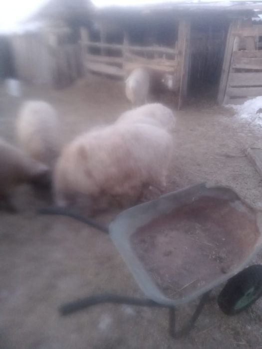 Продам овечки стоят на откорме