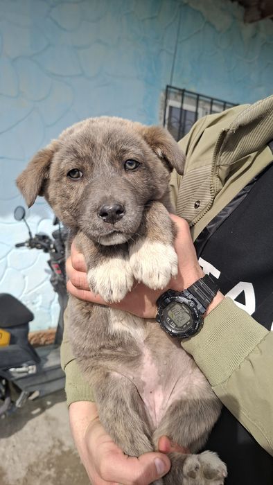 Домашние собаки на продажу