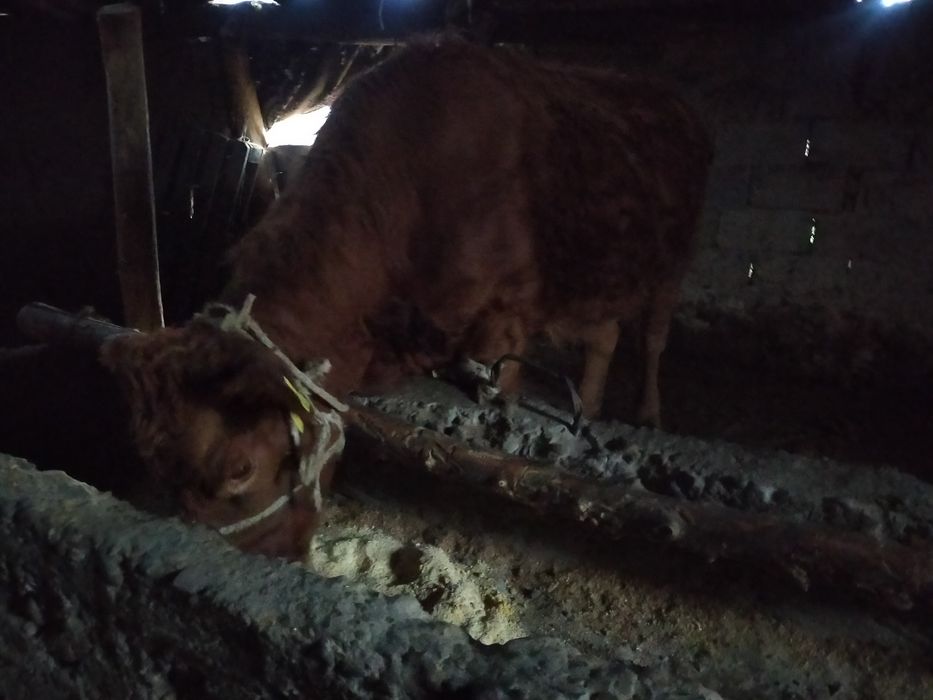 Сиыр жасы 4тесоғымға