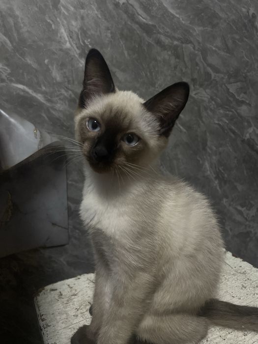 Отдам котят ,приучен накладку