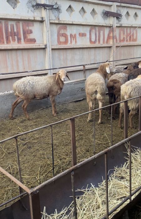 Арашан ұрғашы аналық қойлар сатылады