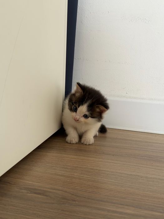 Котенок в добрые руки