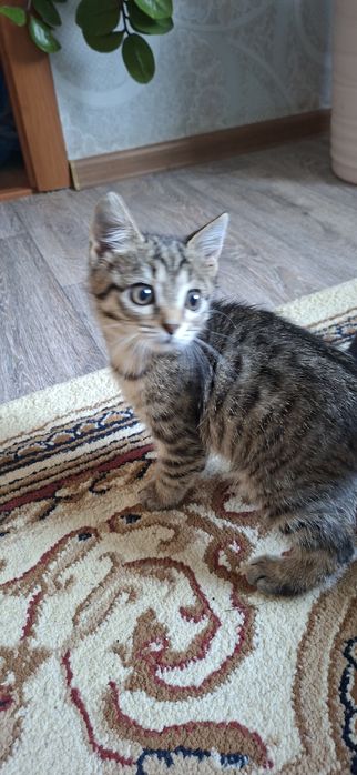 Котёнок мальчик добрый