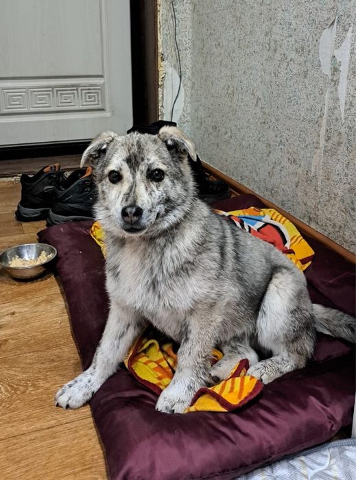 Отдам в добрые руки