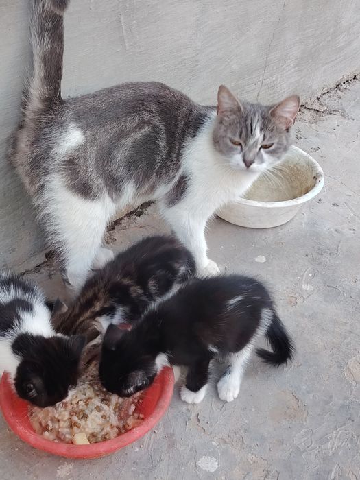 Кошки домашные..