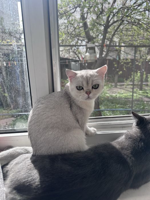 Продам британского кота