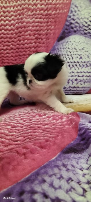 Девочка японского хина.