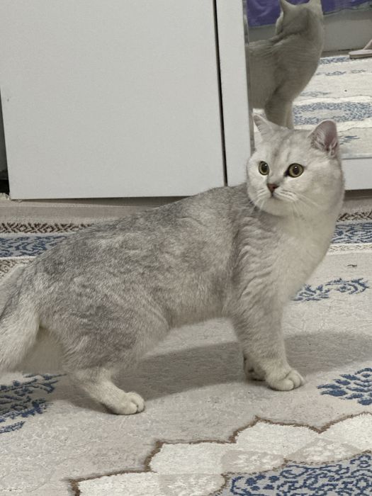 Британская шишнила