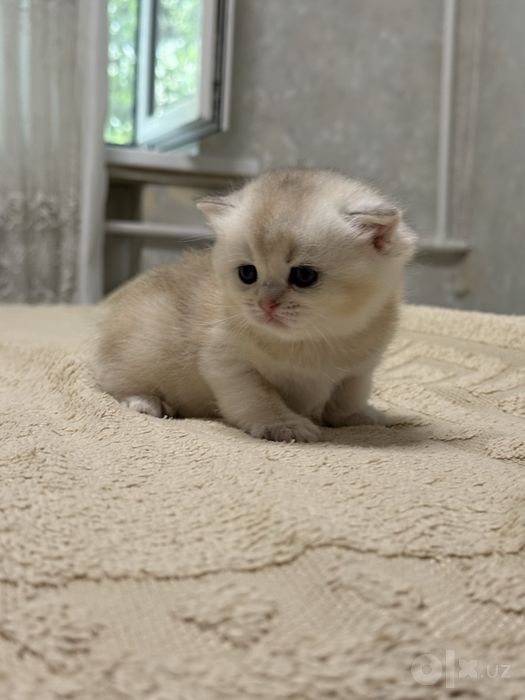 Золотая шиншилла