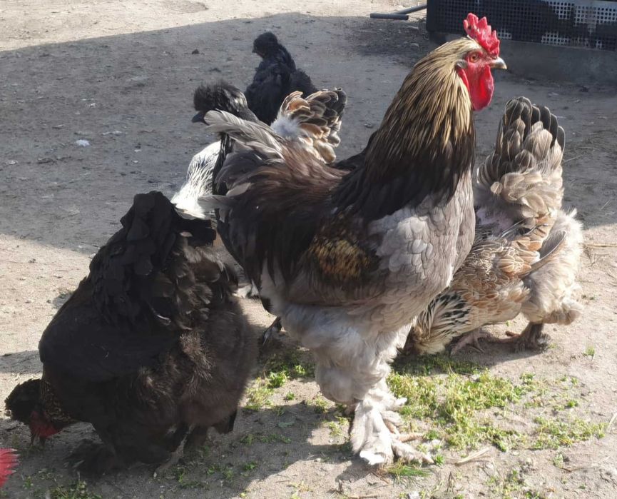 Ouă pentru incubat din rasa Australorp și moțate încălțate