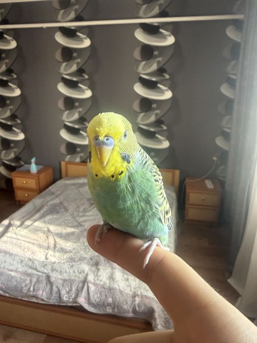 Продам ручных ласковых попугаев